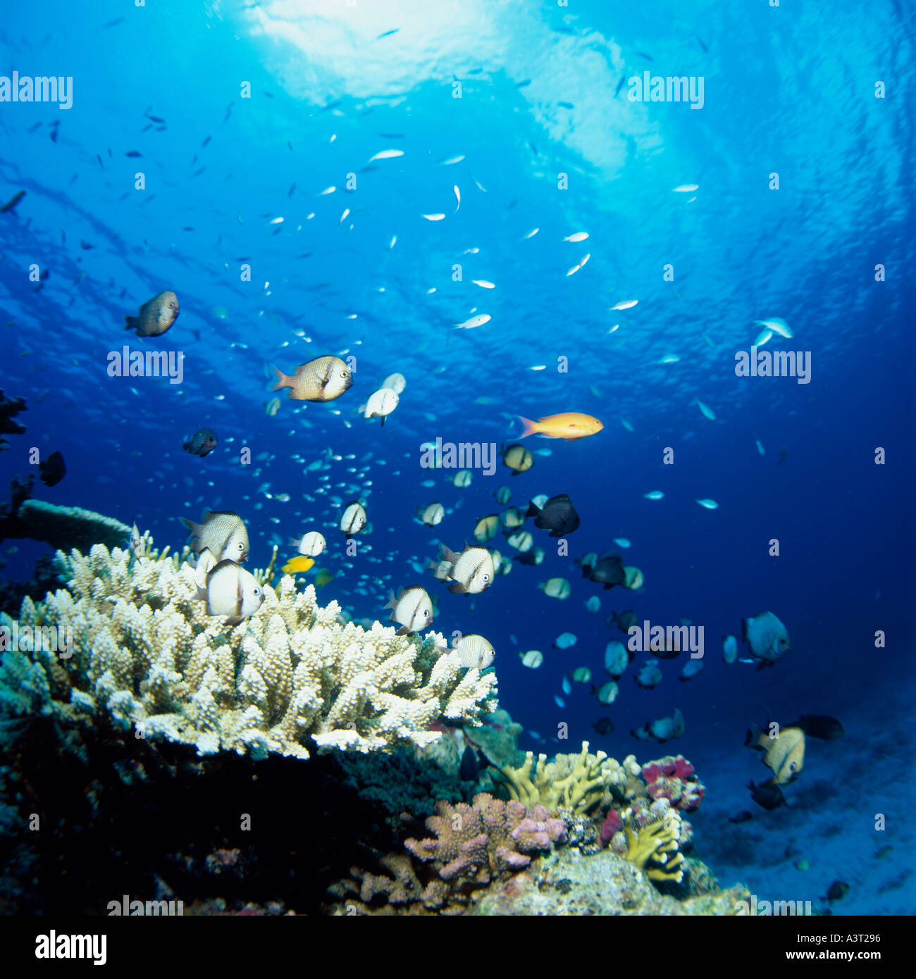 RETICULATED DAMSELFISH OKINAWA JAPAN Stock Photo Alamy