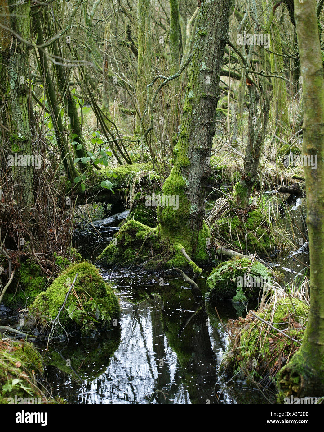 Burton and Chingford Ponds, West Sussex, England. Trees growing in rare