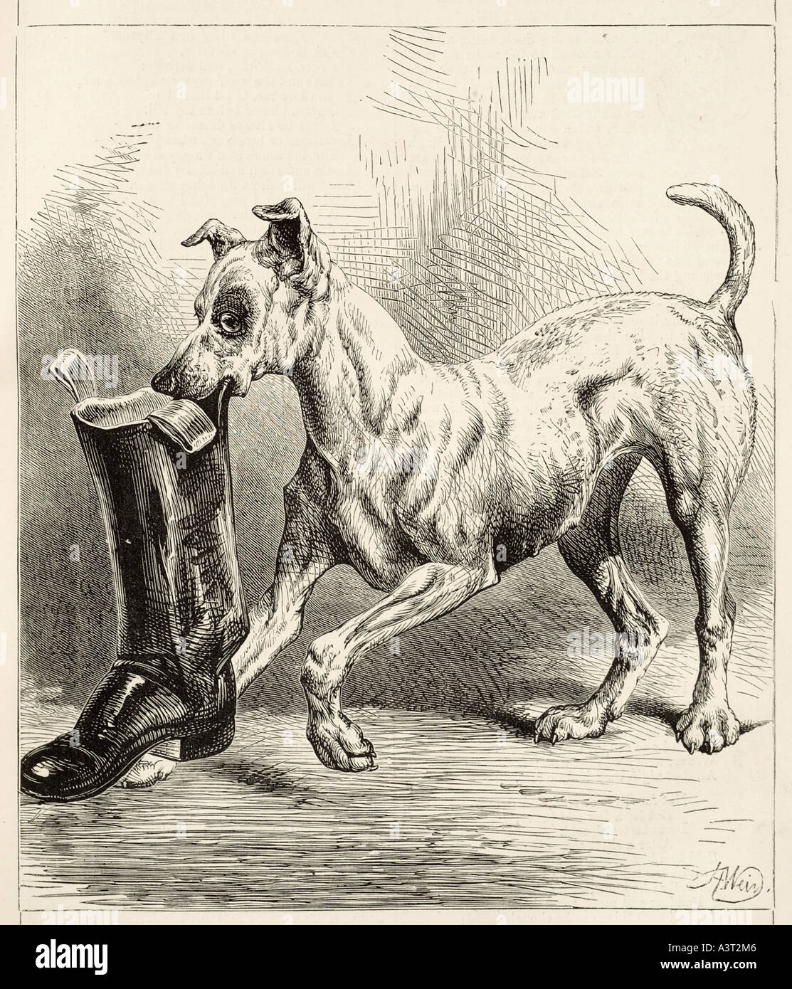 Cartoon old work boot hires stock photography and images Alamy