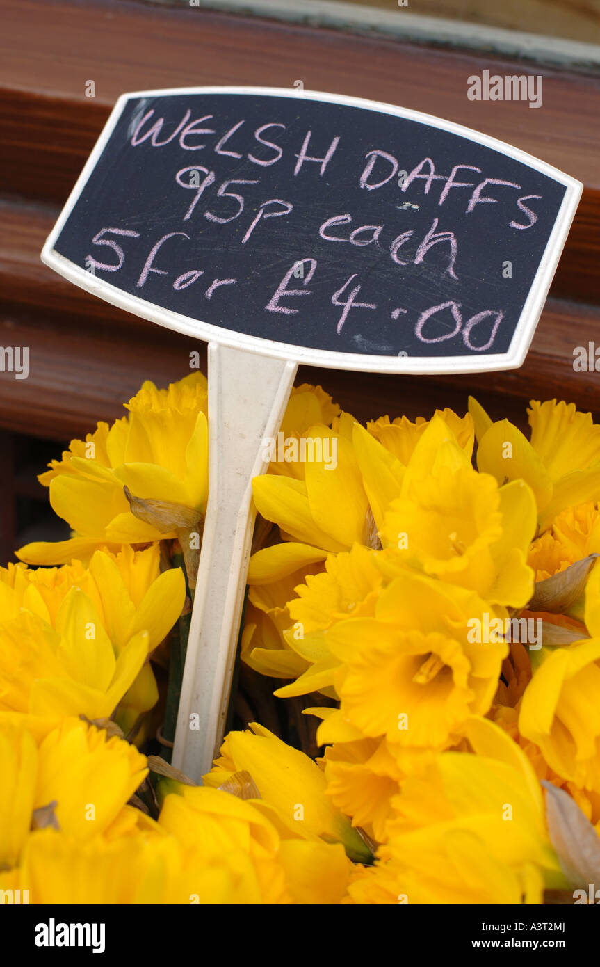 welsh daffodils the national flower of wales Stock Photo Alamy