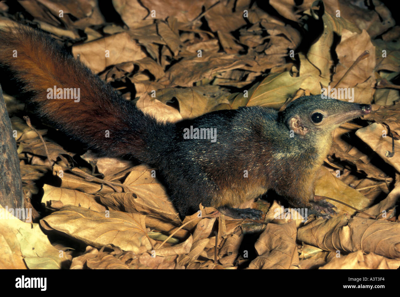 MAMMAL SHREW Tree Stock Photo Alamy