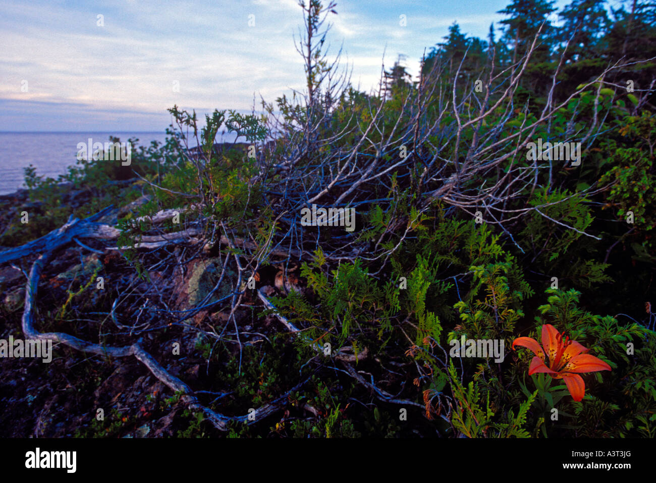 Wood lily on Lake Superior shore, Keweenaw Peninsula, Michigan, Upper Peninsula Stock Photo