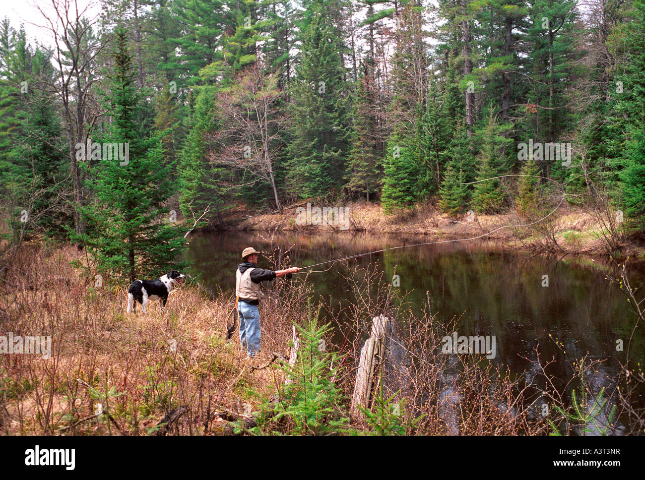 A MAN FLY FISHES WITH HIS DOG ON THE EAST BRANCH OF THE ESCANABA RIVER NEAR GWINN MICHIGAN Stock Photo