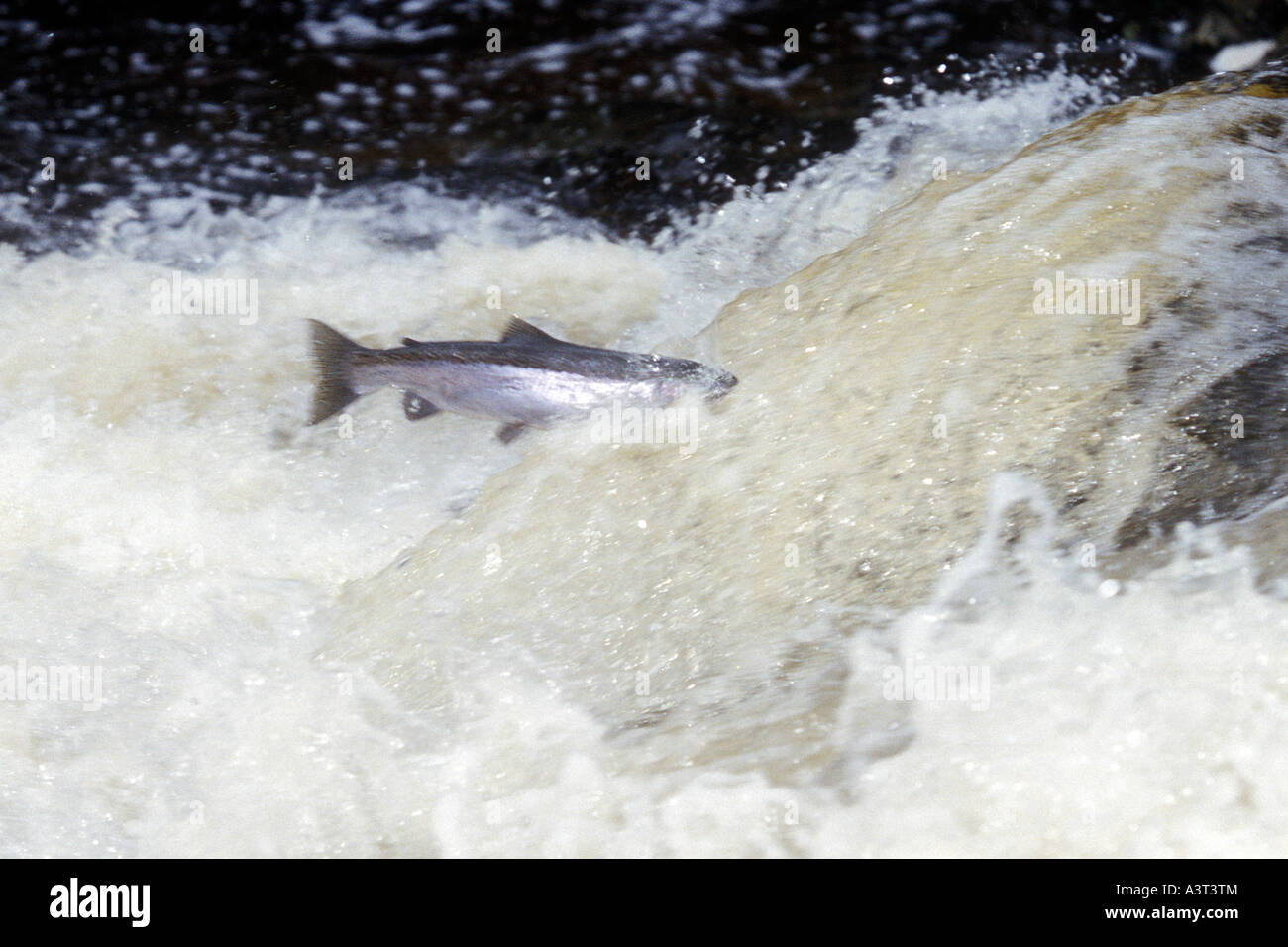 Steelhead rainbow trout jumping in waterfall, Lake Superior, Michigan