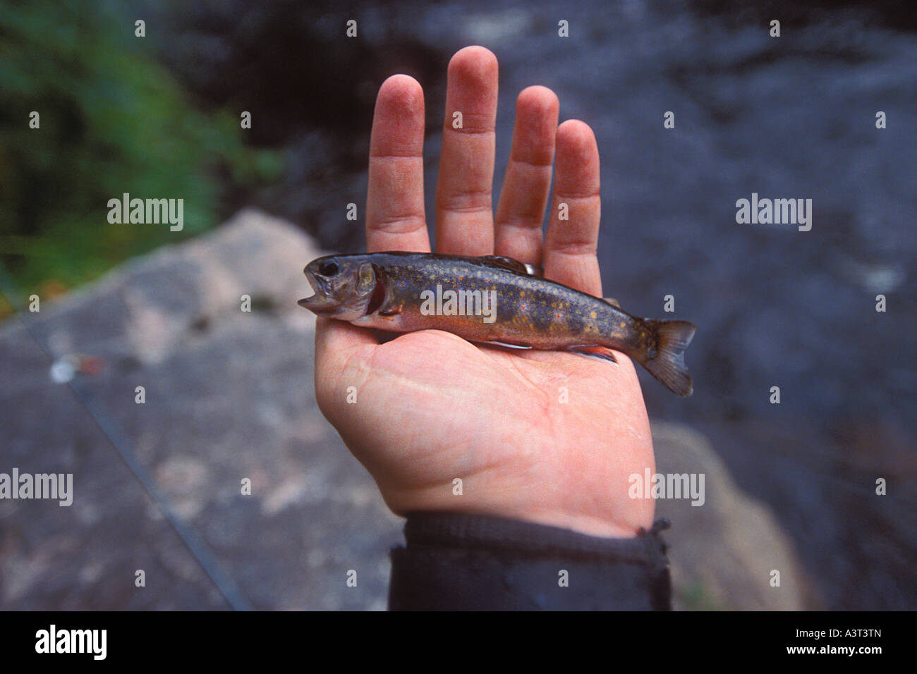 A trout fisherman holds a small brook trout caught in spring on the