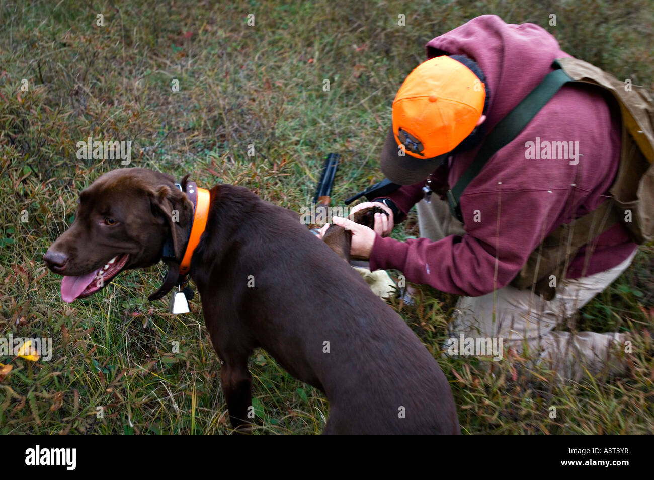 A hunter checks the paw of his chocolate pointing labrador retriever while hunting grouse and woodcock near Marquette Michigan Stock Photo
