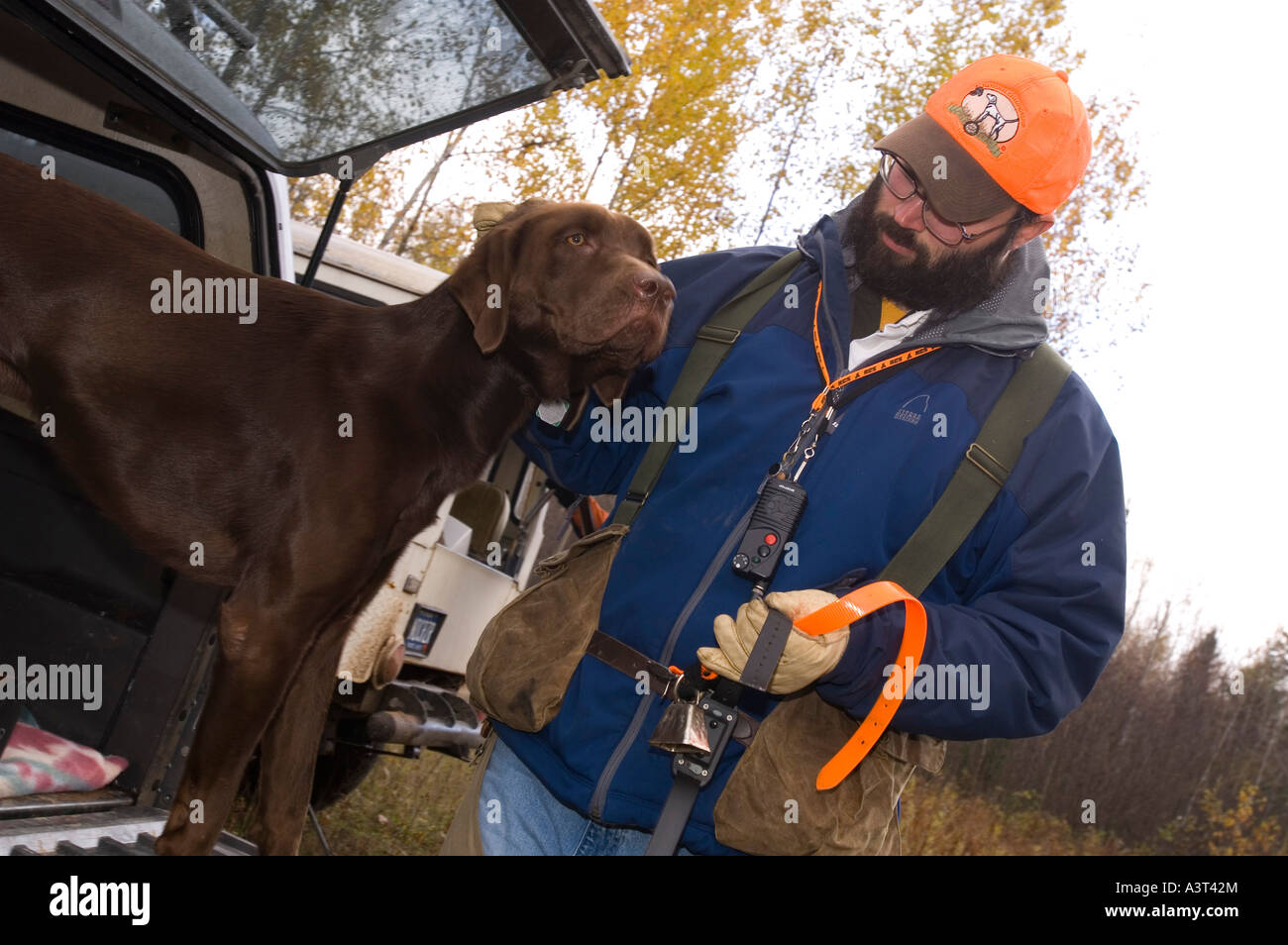 A hunter puts a collar on his chocolate pointing labrador retriever prior to hunting grouse and woodcock near Gwinn Michigan Stock Photo