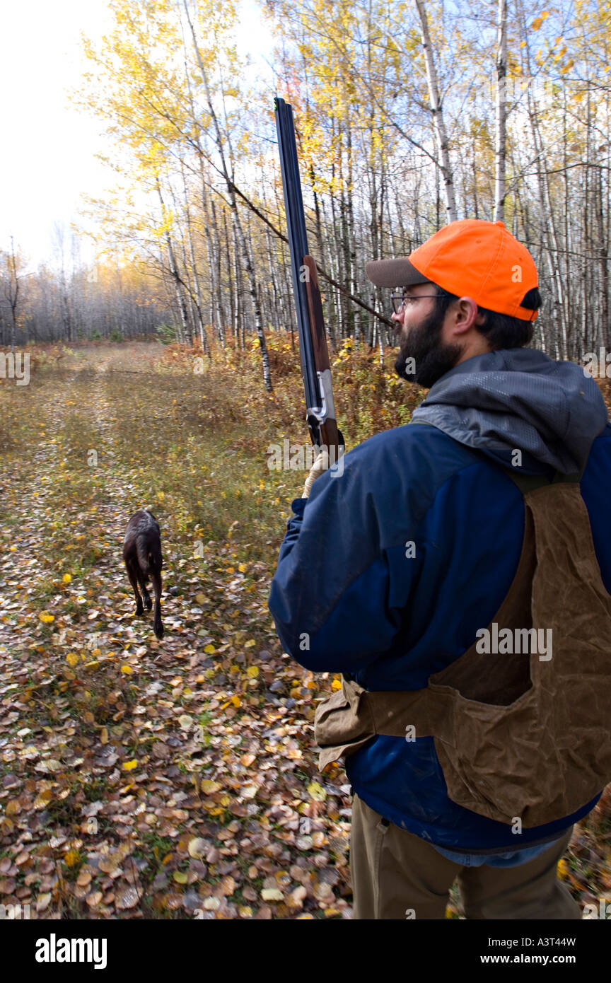 A left handed hunter pursues grouse and woodcock in aspen stands near Gwinn Michigan Stock Photo