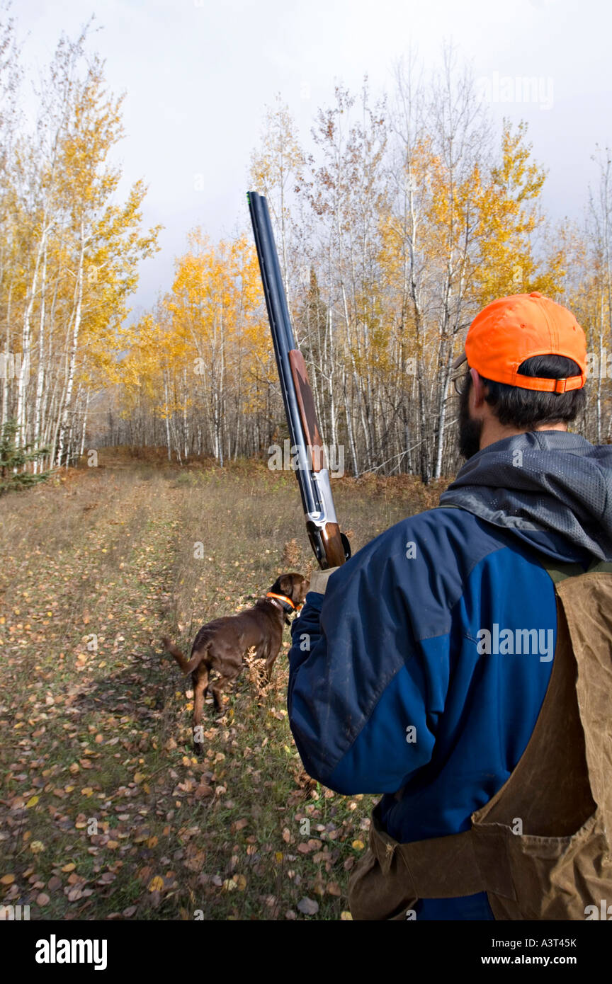 A left handed hunter pursues grouse and woodcock in aspen stands near Gwinn Michigan Stock Photo