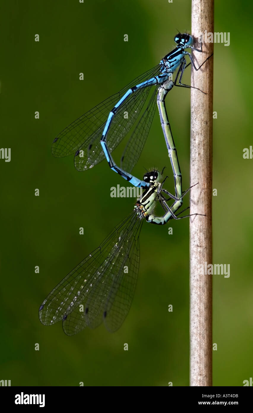 Mating Azure Damselfly Stock Photo - Alamy