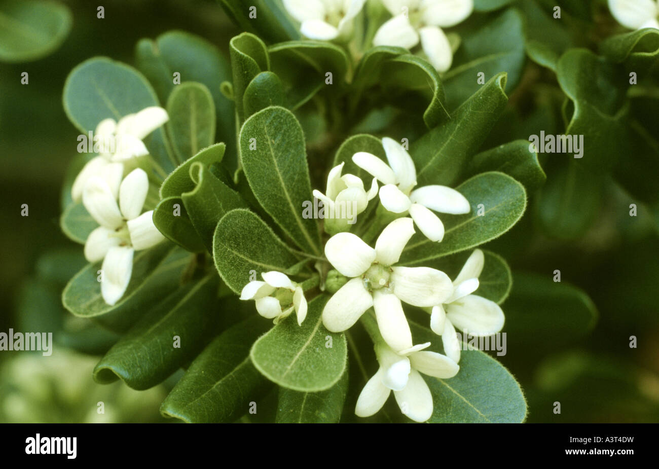 Pittosporum Stock Photos Pittosporum Stock Images Alamy