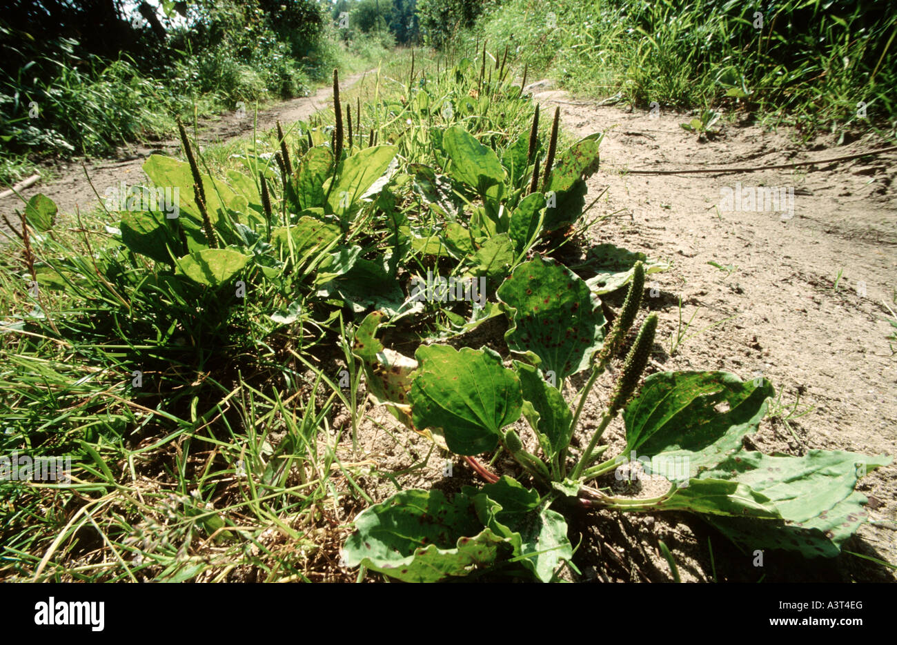 common plantain, great plantain, broadleaf plantain, nipple-seed plantain (Plantago major), at a wayside Stock Photo