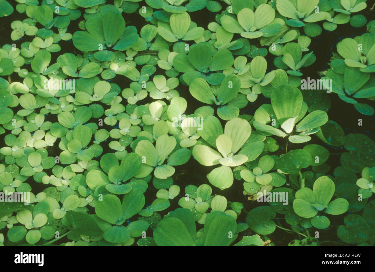 water lettuce, water cabbage, shellflower (Pistia stratiotes), swimming