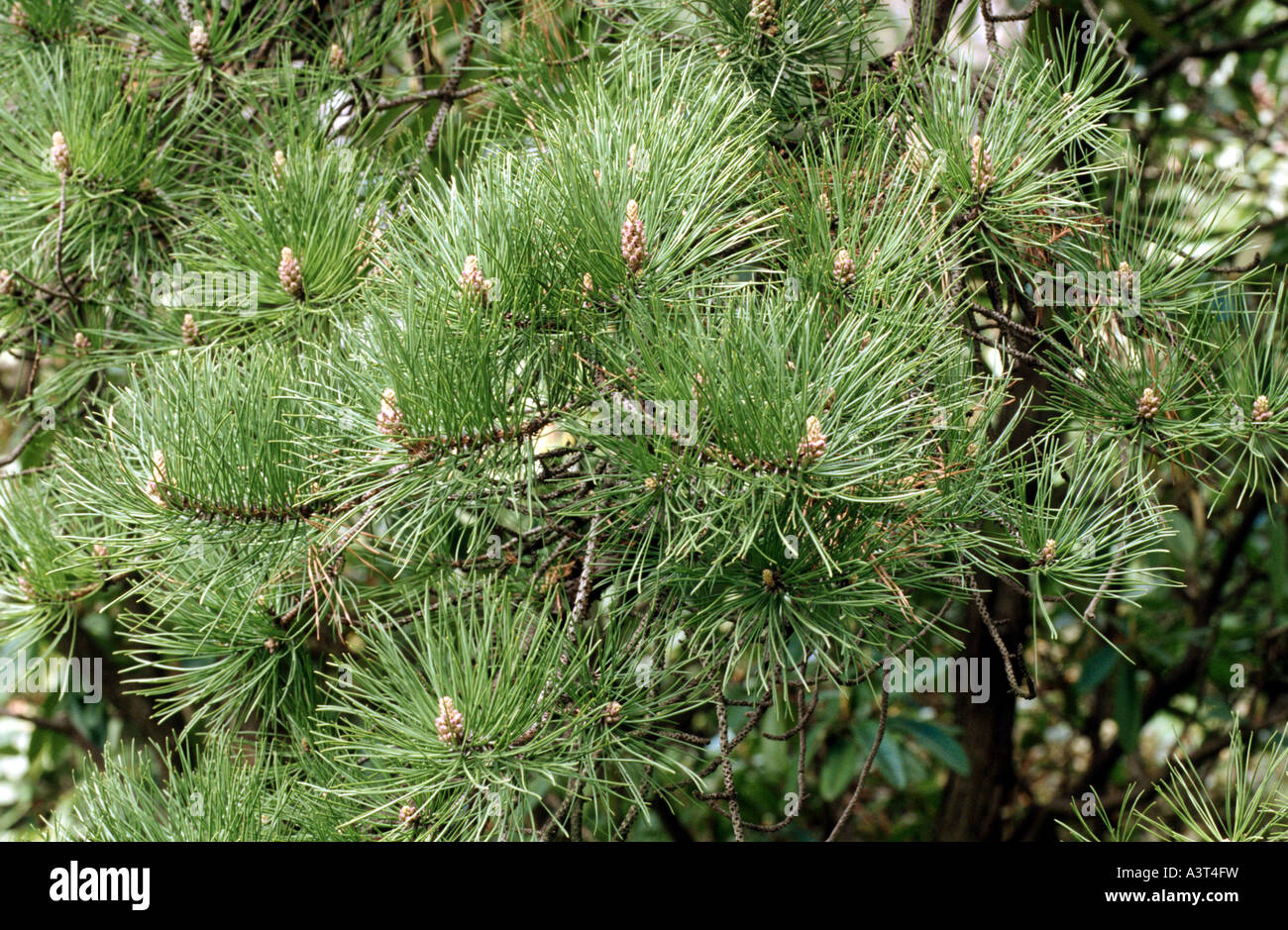 northern pine, pitch pine (Pinus rigida), branch with male inflorescences Stock Photo