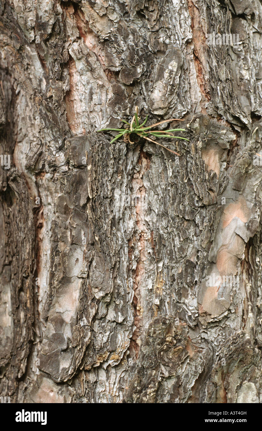 northern pine, pitch pine (Pinus rigida), stem, detail Stock Photo