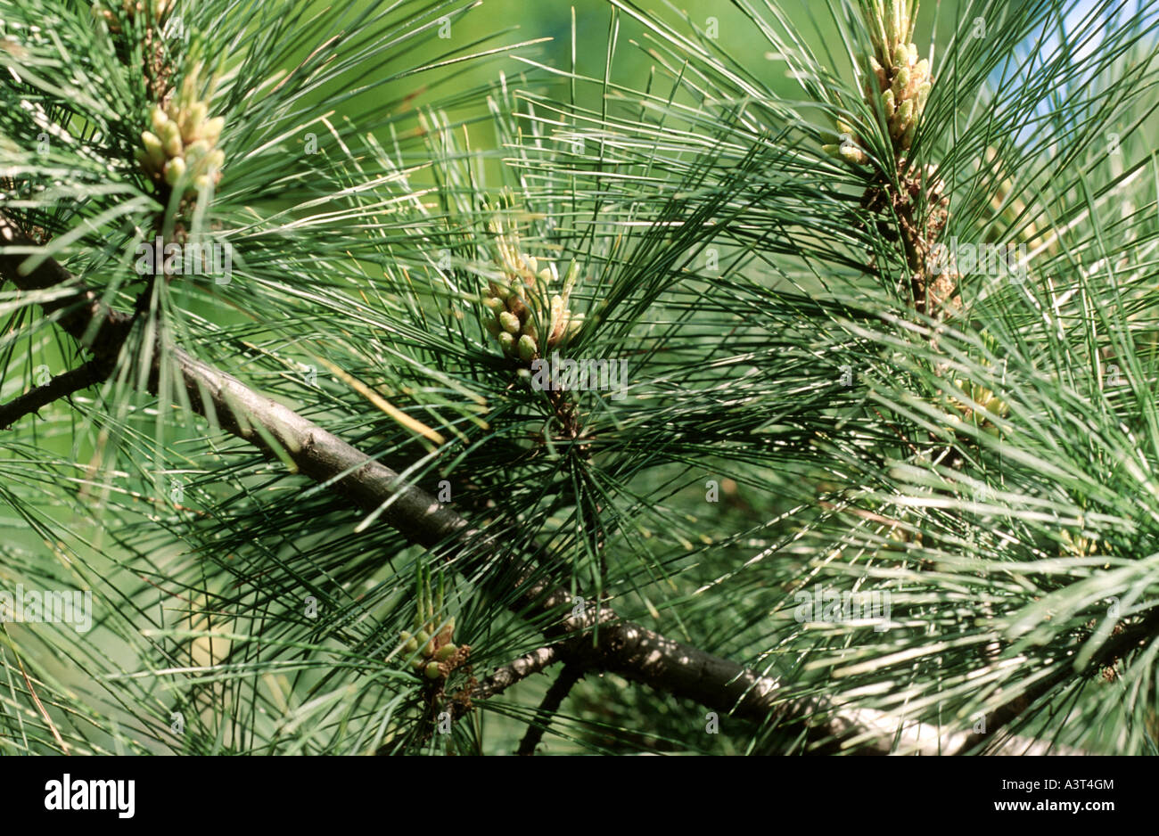 eastern white pine (Pinus strobus), branch with male inflorescences Stock Photo