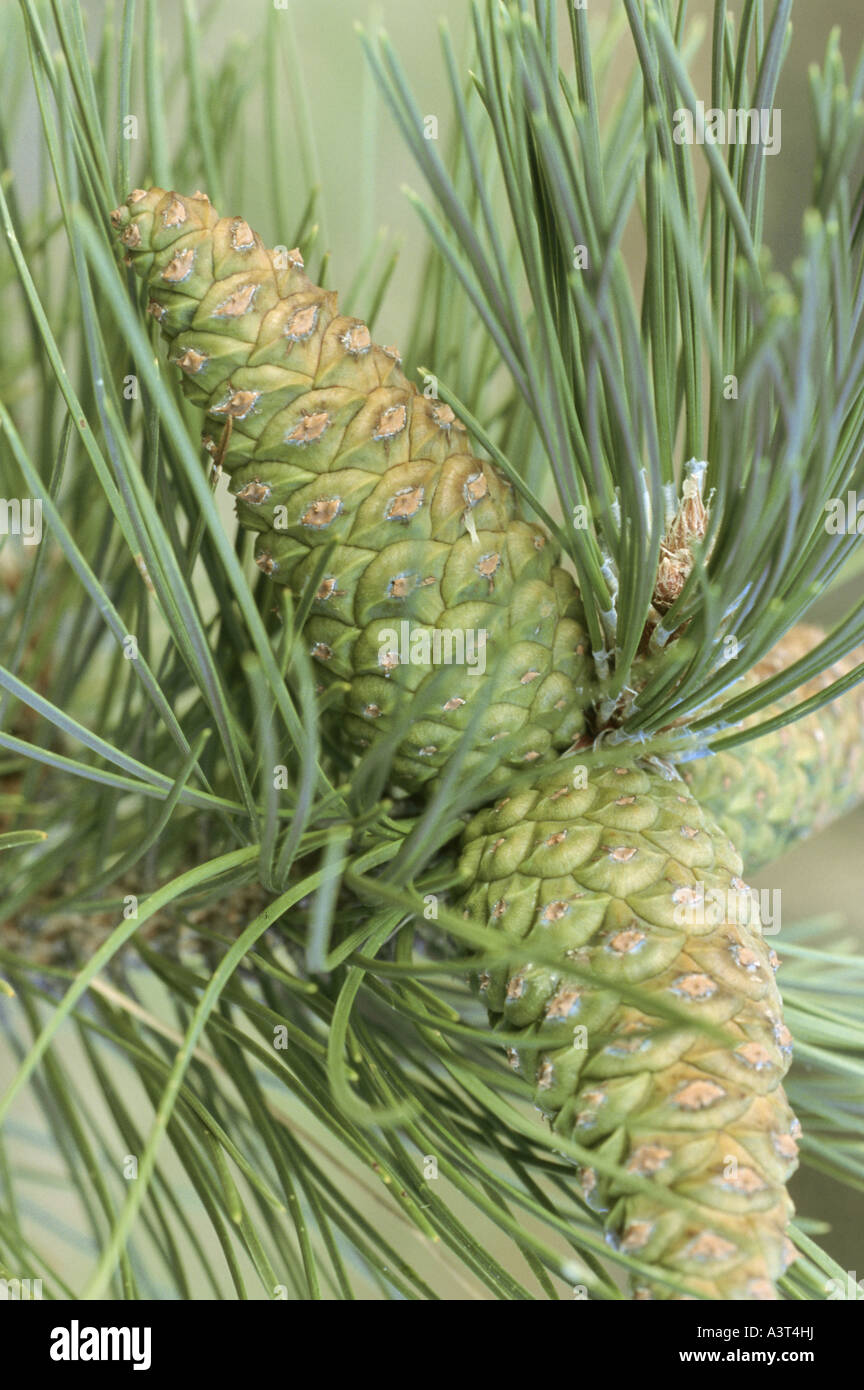 European black pine, Austrian pine, Black Pine, Corsican Pine (Pinus nigra), immature cones Stock Photo