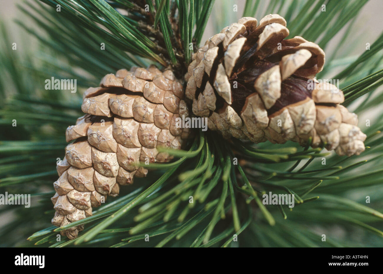 European black pine, Austrian pine, Black Pine, Corsican Pine (Pinus nigra), ripe cones Stock Photo