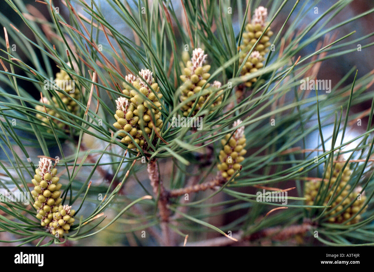 umbrella pine (Pinus pinea), branch with male inflorescences Stock Photo