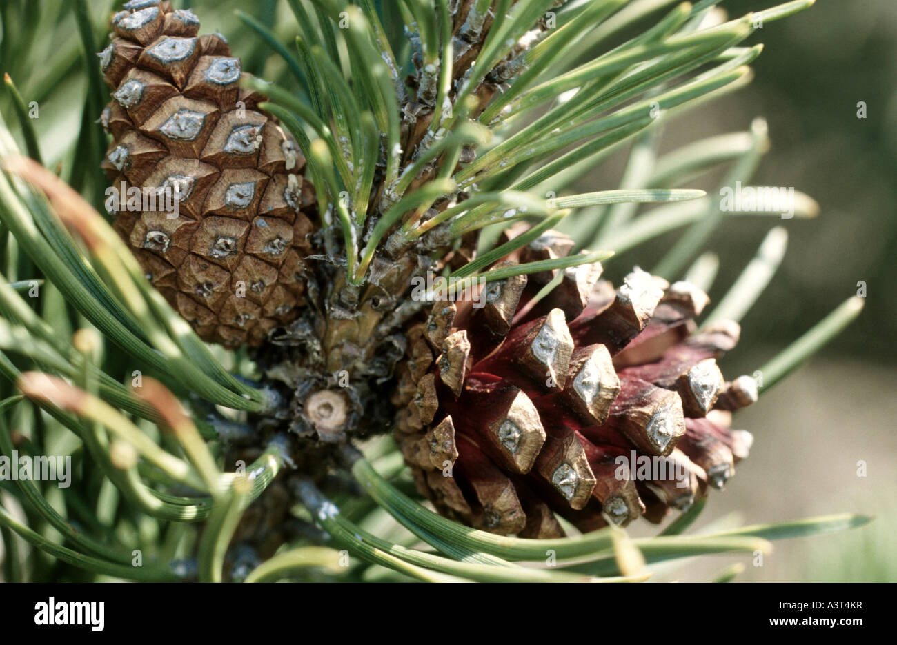 mountain pine, mugo pine (Pinus mugo), ripe cones Stock Photo