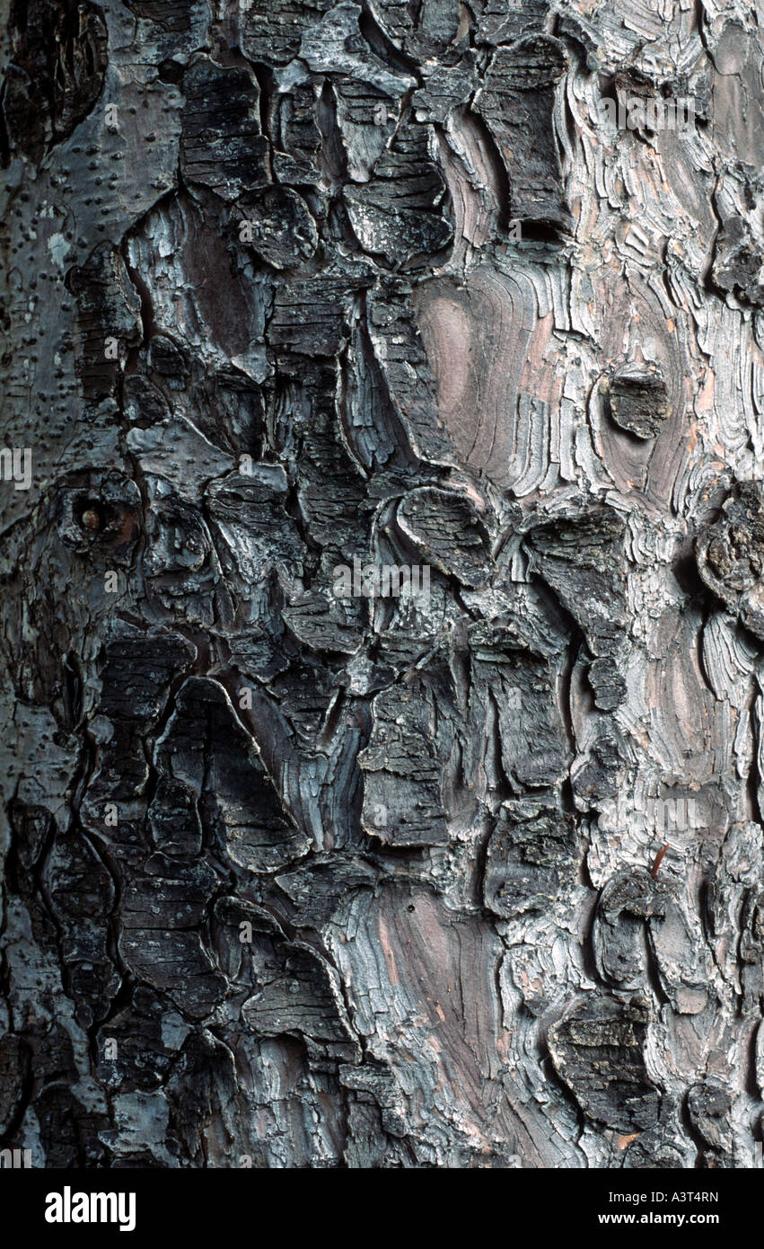 Priental Spruce (Picea orientalis), stem, detail Stock Photo