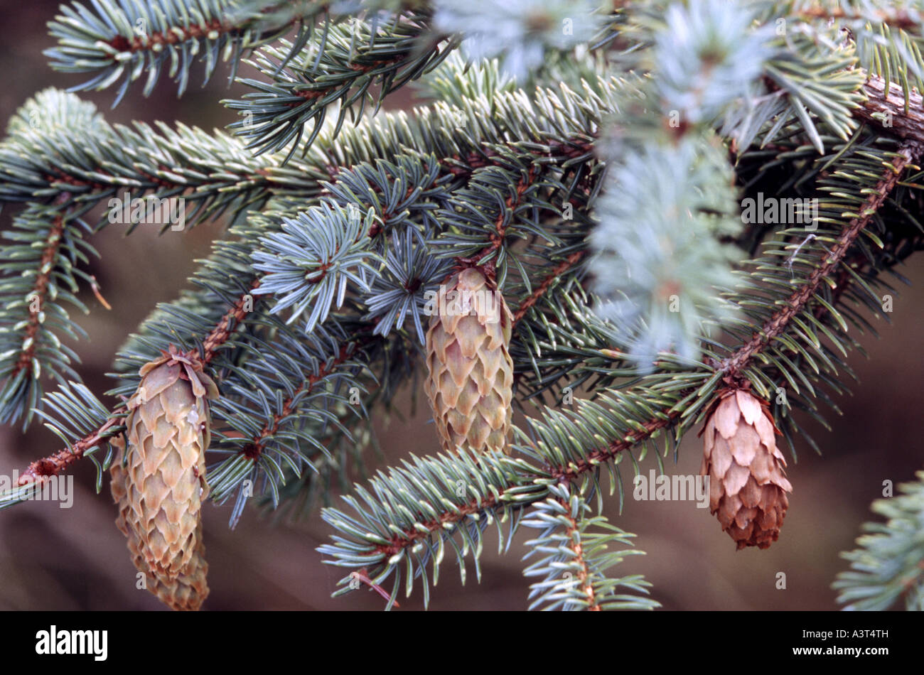Colorado blue spruce (Picea pungens), branches with cones Stock Photo