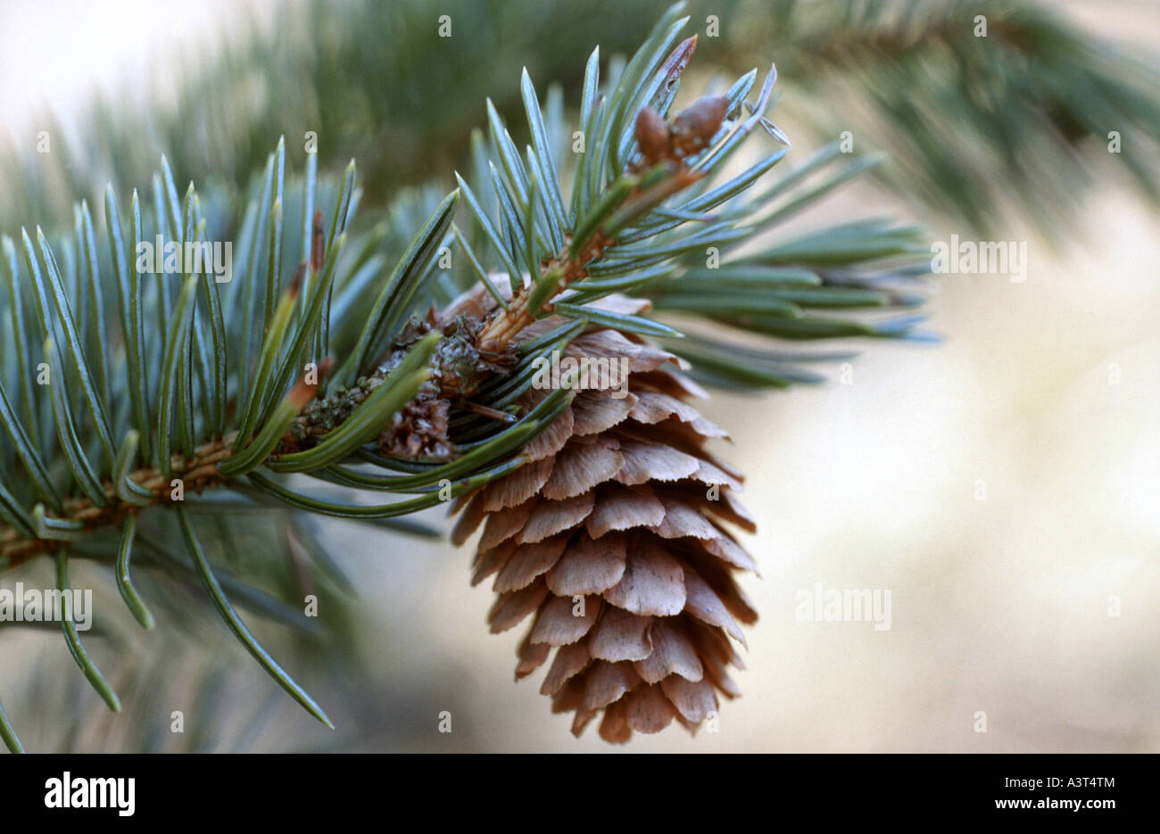 sitka spruce (Picea sitchensis), branch with cone Stock Photo