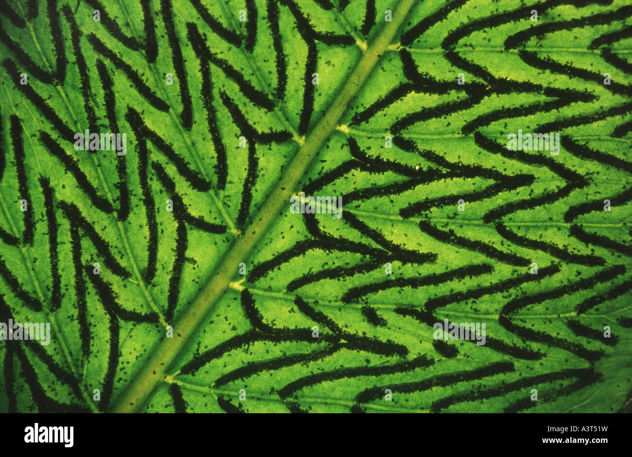 Mother Sword Fern (Diplazium proliferum), sporangis Stock Photo