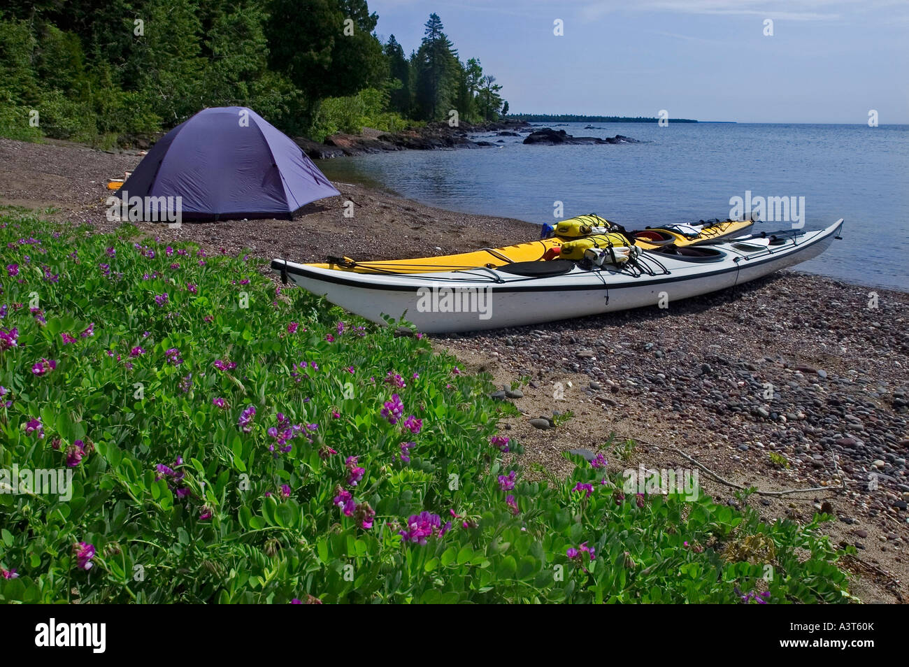 A sea kayak campsite with beach pea in bloom at Keystone Point on the