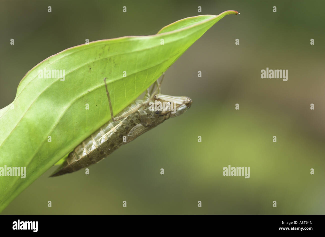 dragonflies; hawkers (Europe) (Anisoptera), exuvia hanging underside a leaf, Germany Stock Photo