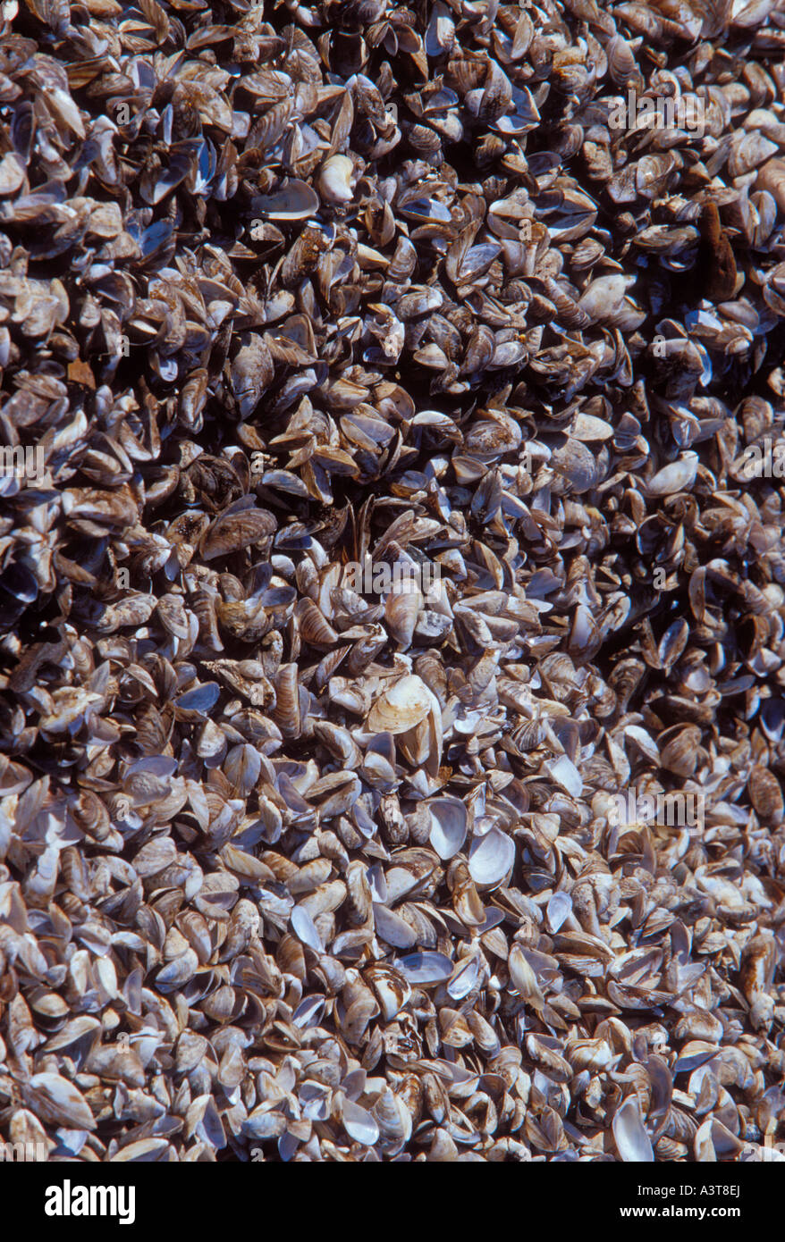 Empty zebra mussel shells cover the Lake Michigan shoreline at Seul Choix Point near Gulliver Michigan Stock Photo