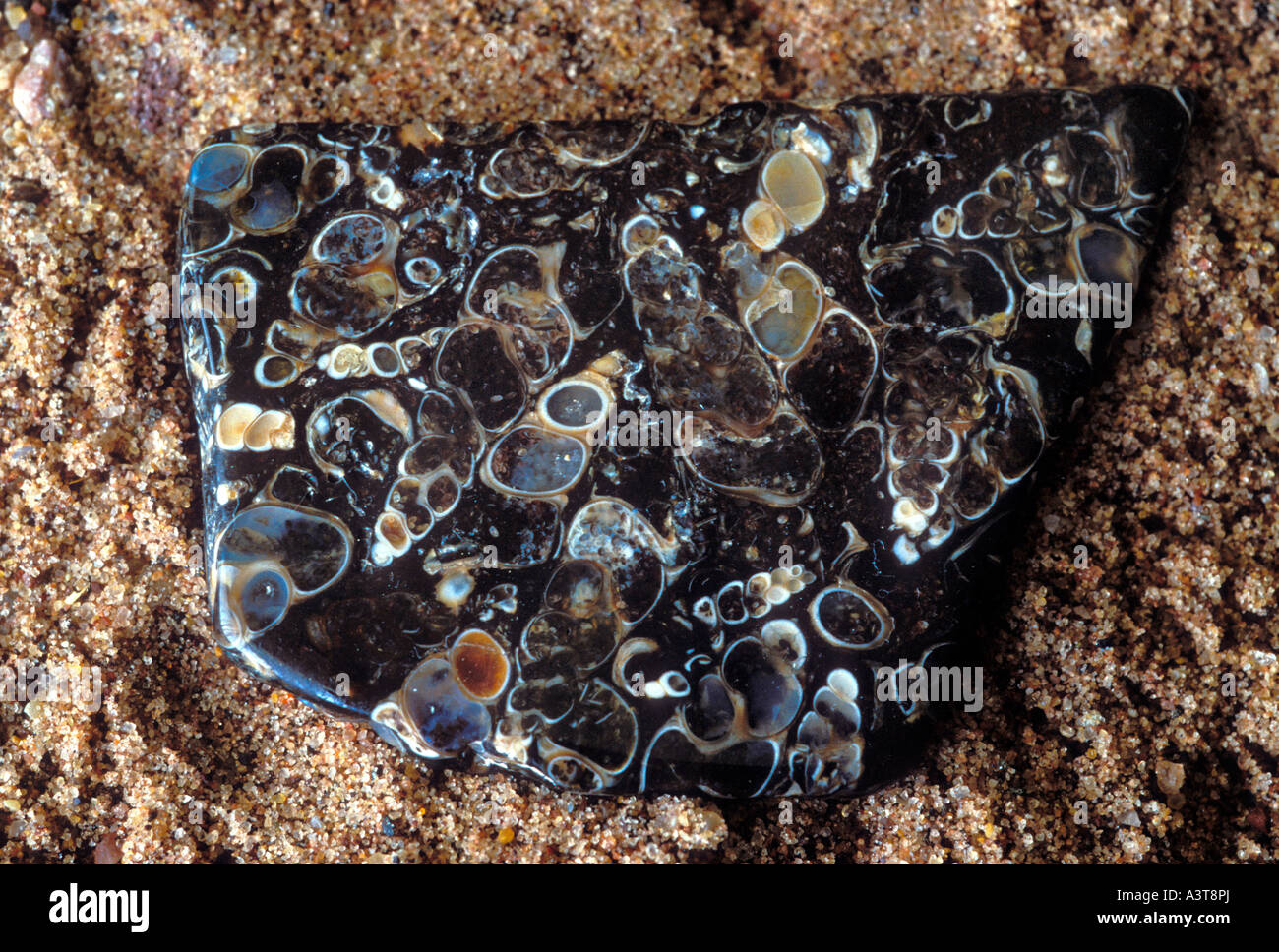Fossils in a polished stone from Lake Superior near Marquette Mich Stock Photo