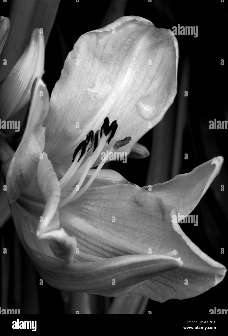 Lily lilies lilium Black and White Stock Photos & Images - Alamy