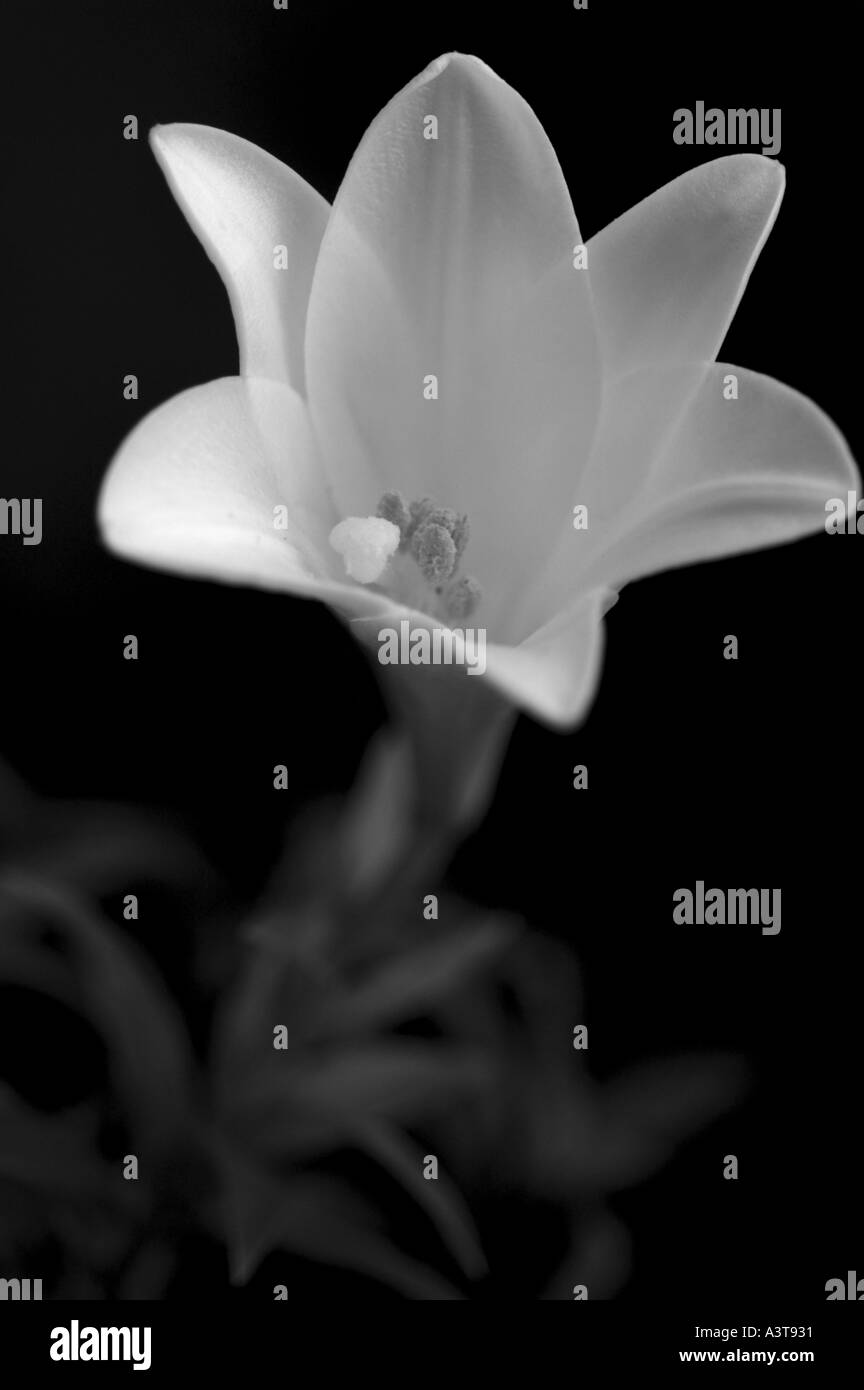 Lily black and white portrait Stock Photo - Alamy