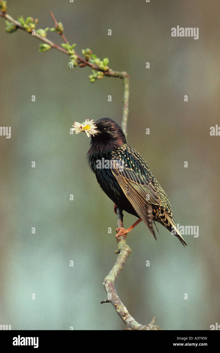 common starling (Sturnus vulgaris), male with daisy as gift for female Stock Photo