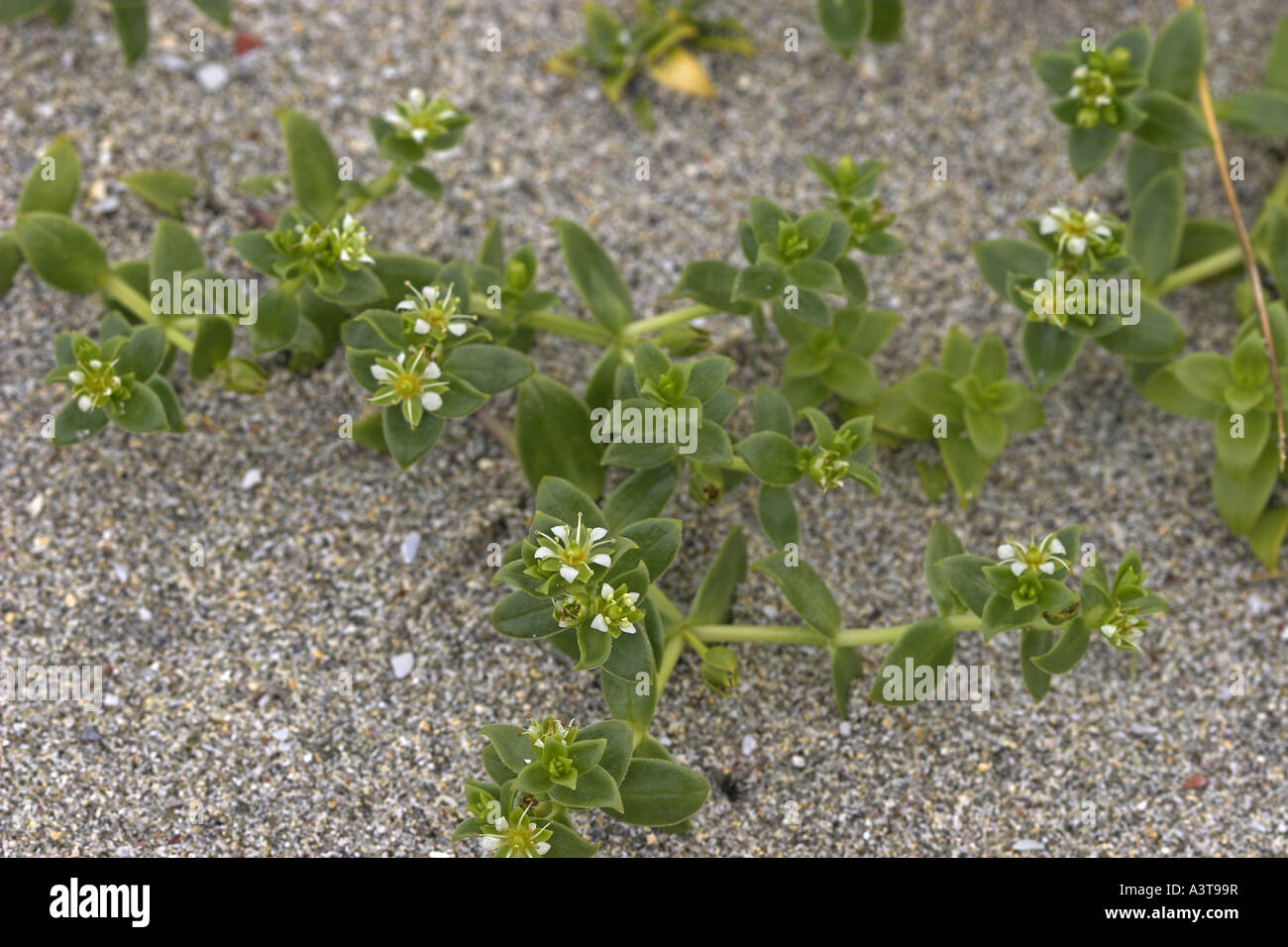 sea sandwort, sea chickweed (Honckenya peploides), blooming Stock Photo