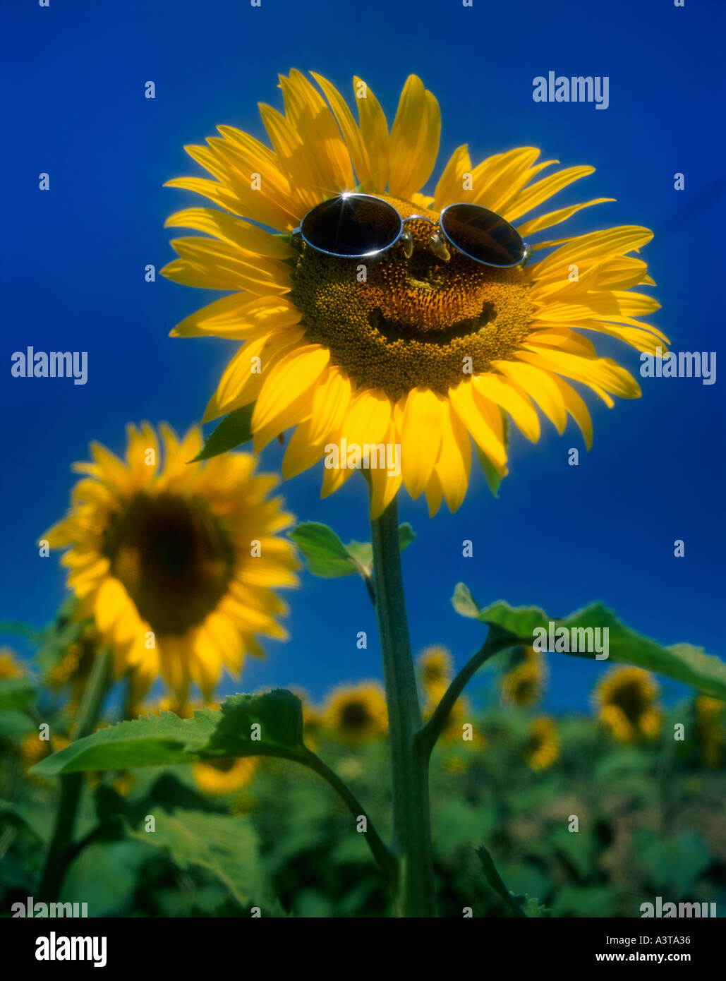 Happy Sunflowers Stock Photo