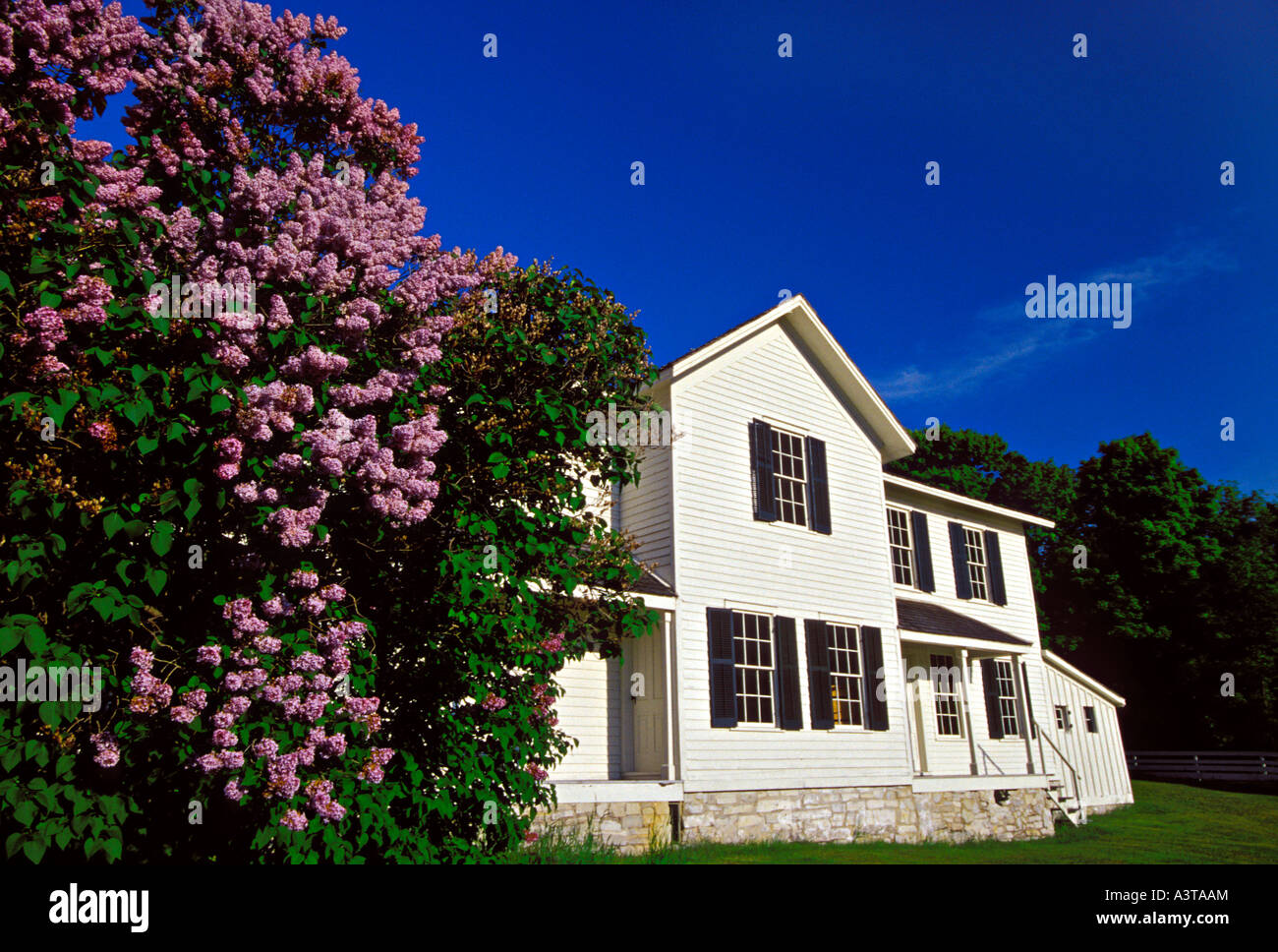 LILACS BLOOM NEAR ONE OF THE RESTORED NINETEENTH CENTURY BUILDINGS AT FAYETTE STATE HISTORIC PARK ON THE GARDEN PENINSULA Stock Photo