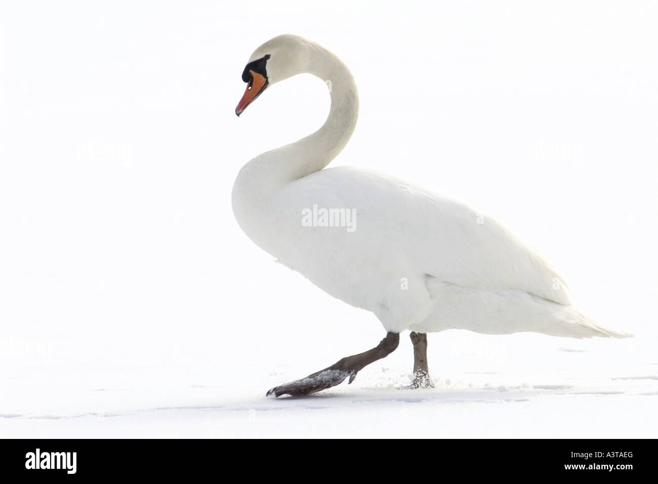 mute swan (Cygnus olor), running in snow Stock Photo