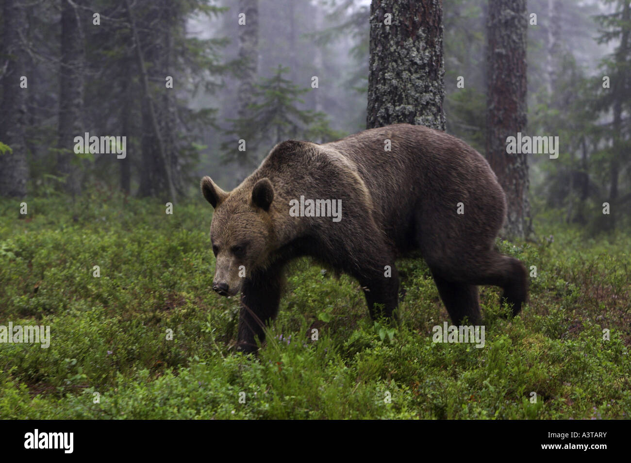 European brown bear (Ursus arctos arctos), in forest Stock Photo - Alamy