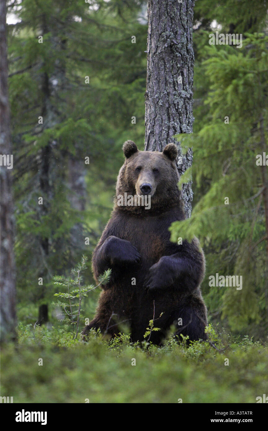 European brown bear (Ursus arctos arctos), upright Stock Photo - Alamy