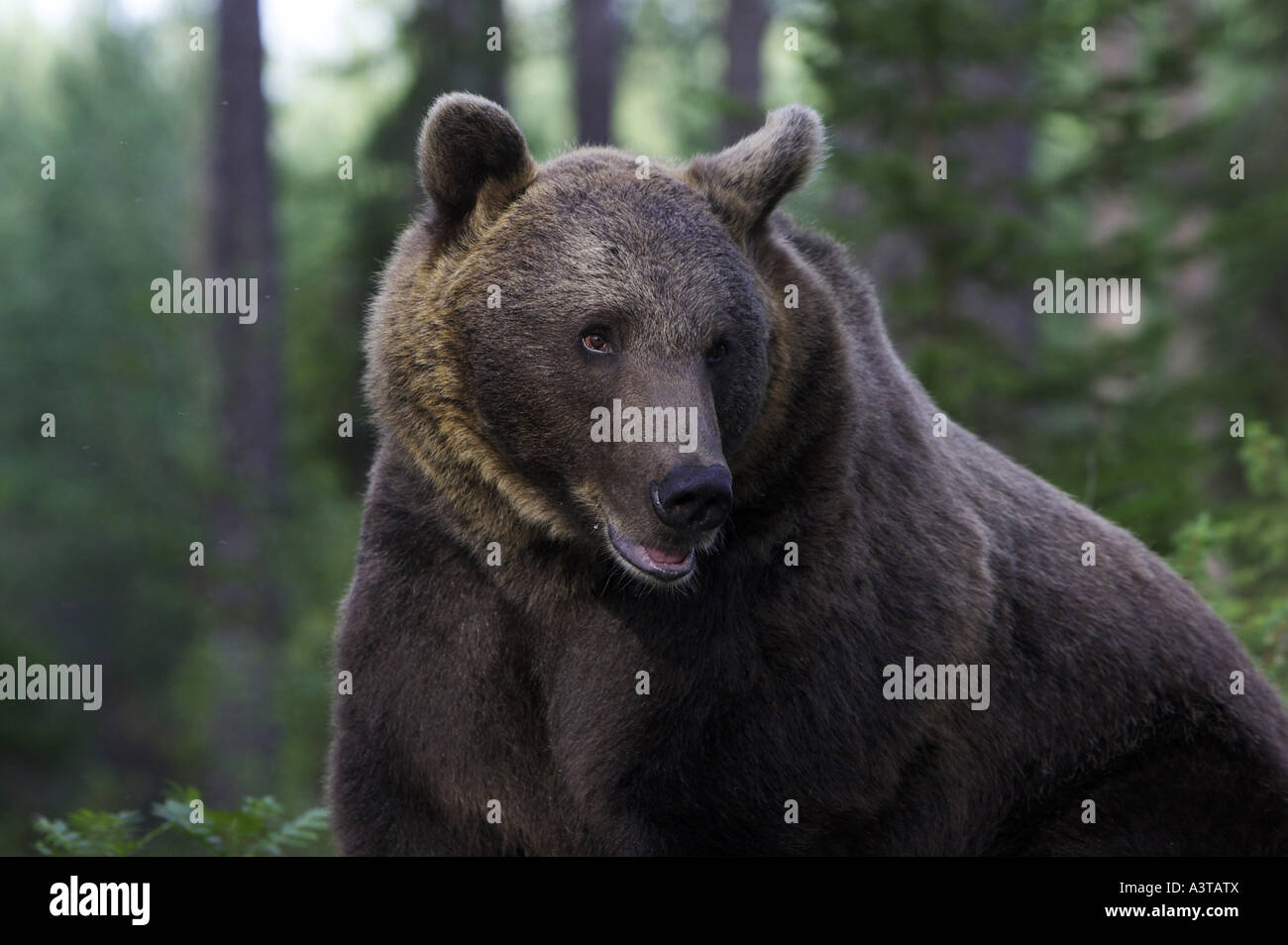 European brown bear (Ursus arctos arctos), portrait Stock Photo - Alamy