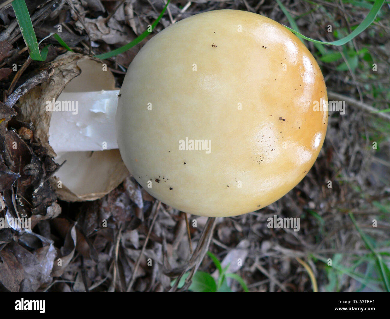 Edible wild mushroom grows in Miombo woodland musasa woodland of