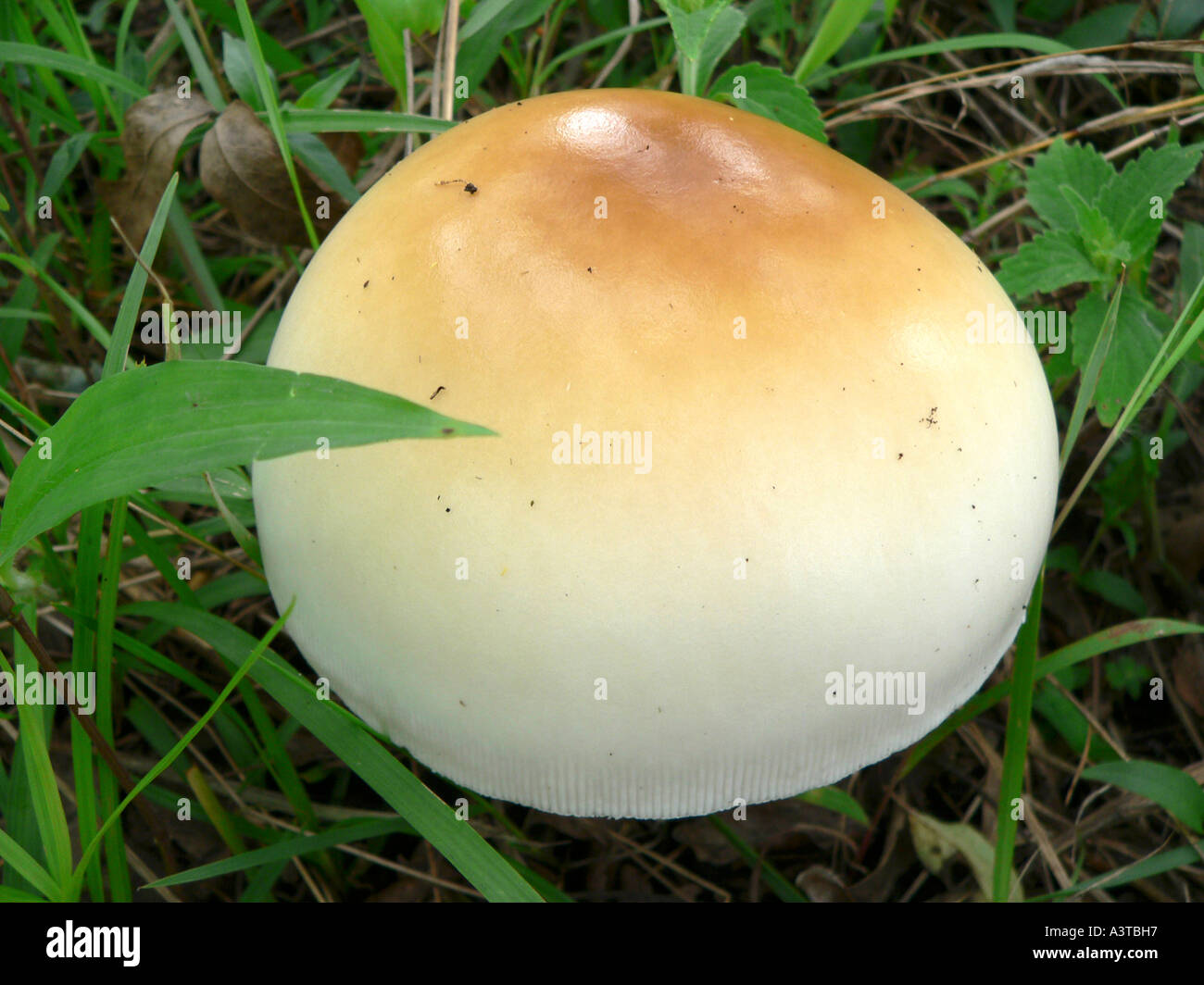 Edible wild mushroom grows in Miombo woodland musasa woodland of