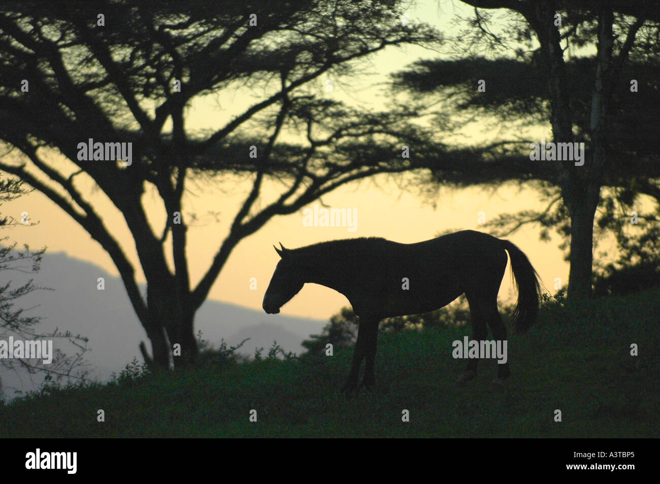 Horse on steep slope of Vumba Mountains Zimbabwe Africa Stock Photo Alamy