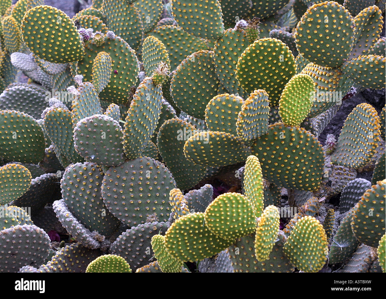 Bunny Ears, Polka Dot Cactus (Opuntia microdasys Stock Photo - Alamy