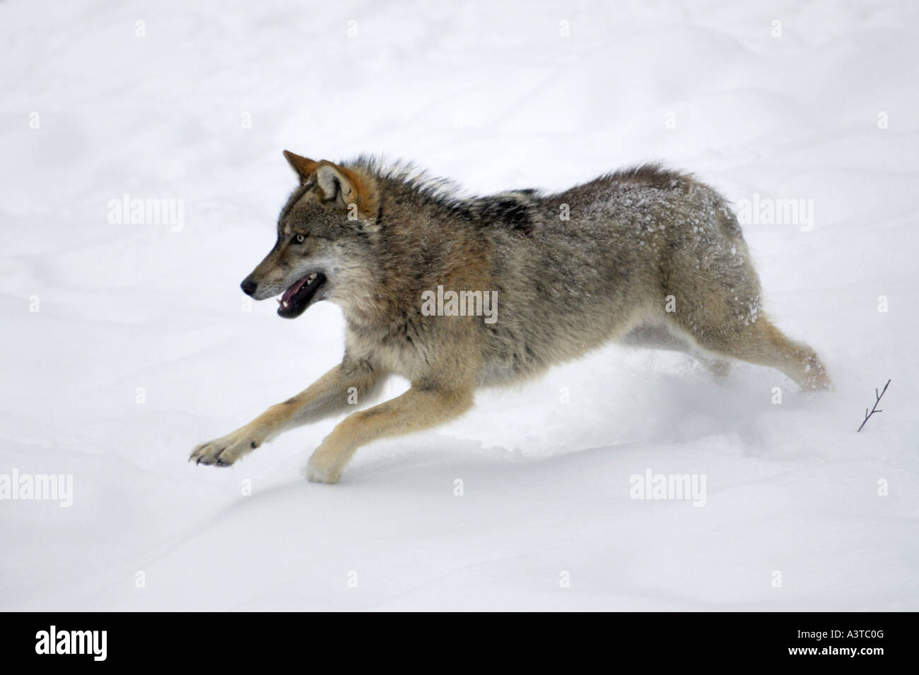 European gray wolf (Canis lupus lupus), jumping in snow Stock Photo