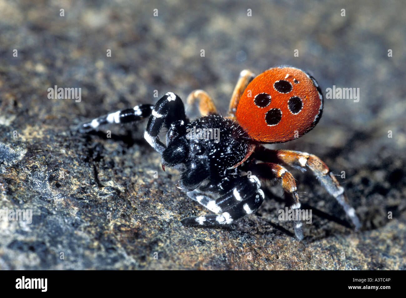 ladybird spider (Eresus niger, Eresus cinnaberinus), male, Germany, Baden-Wuerttemberg, Kaiserstuhl Stock Photo