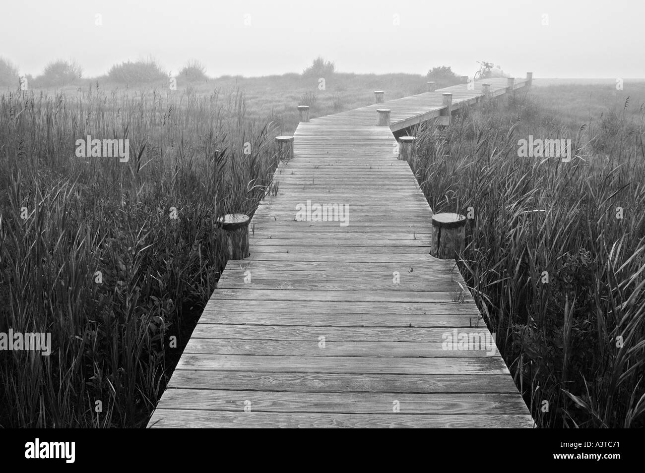 Boardwalk board walk strait into horizon with nature concept landscape Stock Photo