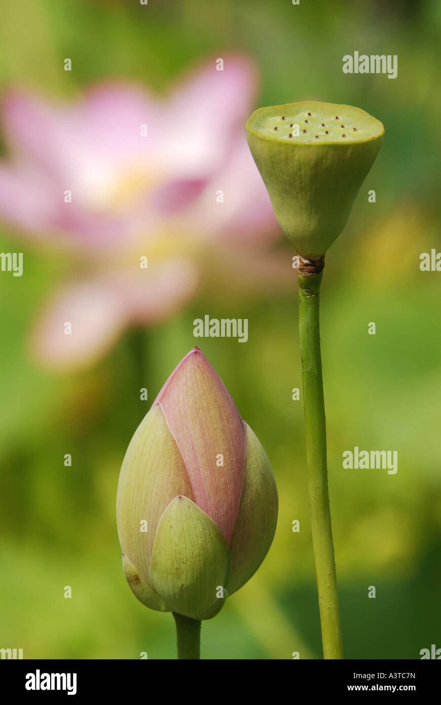 East Indian lotus (Nelumbo nucifera), bud an d fruit Stock Photo